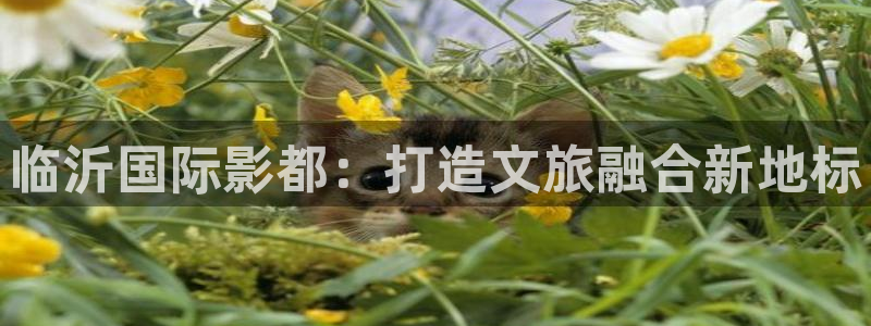 电影红叶