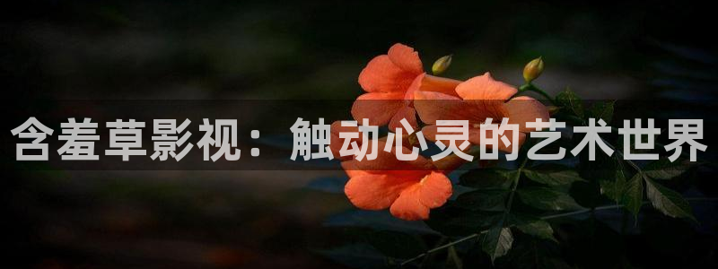 红叶影城影讯：含羞草影视：触动心灵的艺术世界